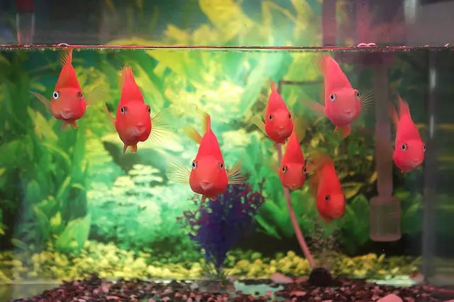 How To Set Up an Aquarium for Beginners