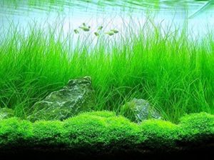 tanks with a lot of live plants can benefit from being aerated. 