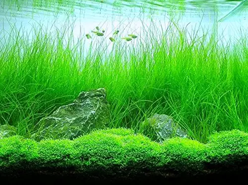 tanks with a lot of live plants can benefit from being aerated.
