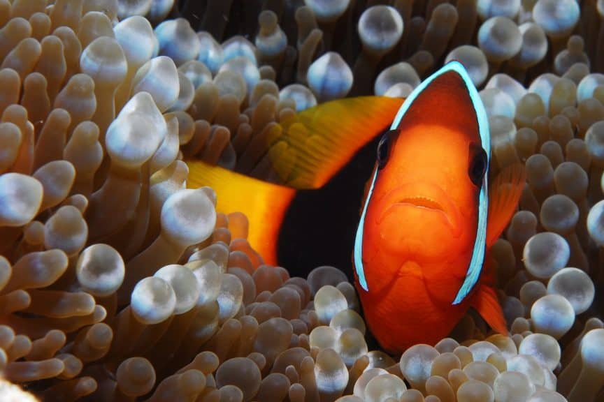 Does a Clown Fish Need Saltwater to Survive