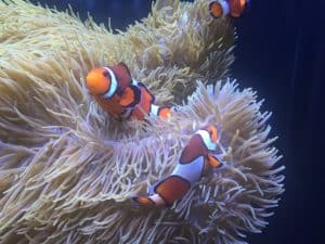 clown fish living in an anemone