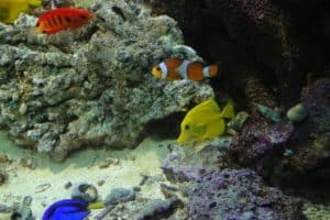 clown fish with tank mates