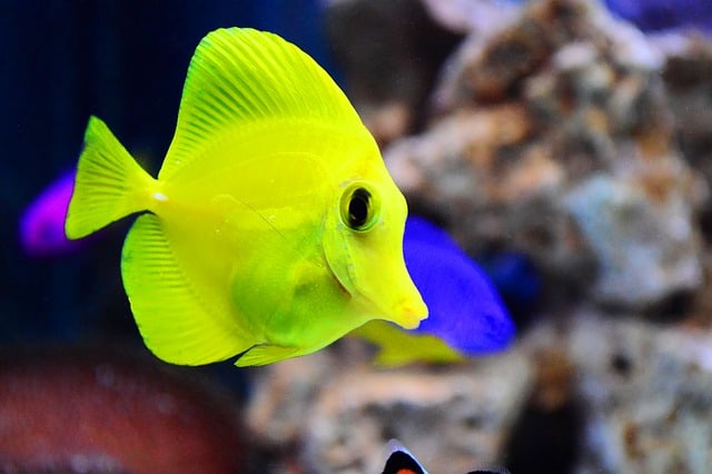 yellow tangs pop with color