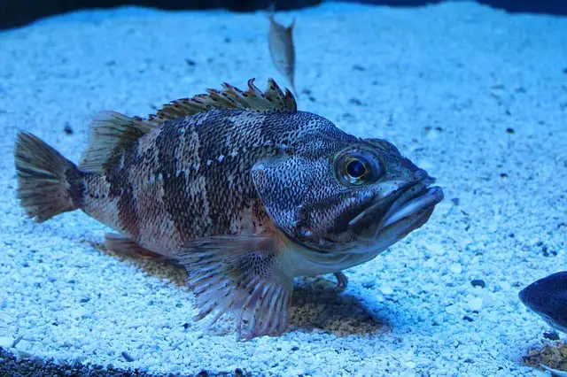 fish resting on aquarium gravel