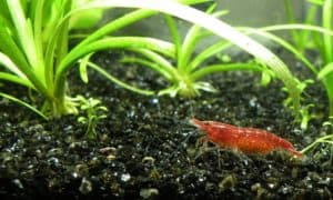 shrimp in planted aquarium. Aquatic grass. 