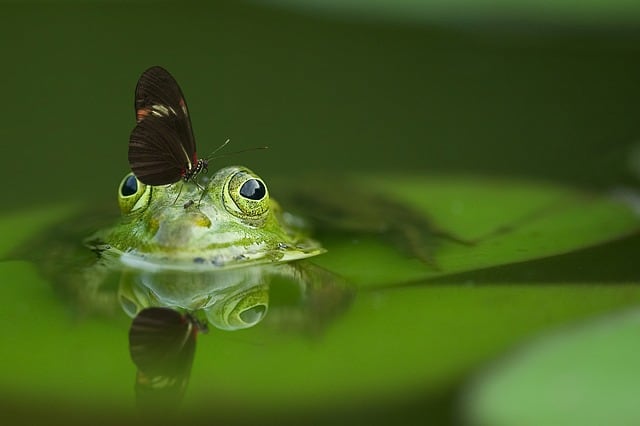 aquarium-frog
