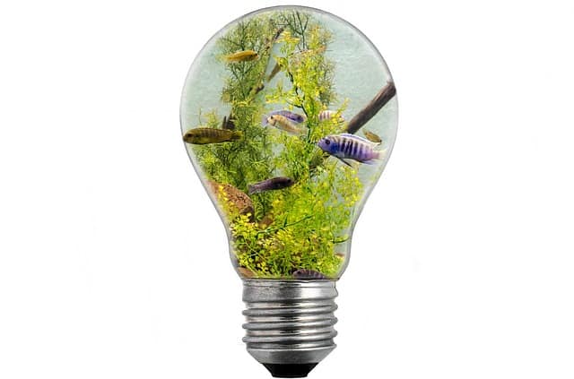 aquarium light bulb with fish inside