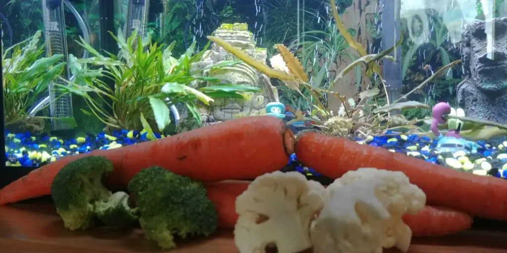 Vegetables Aquarium fish can eat