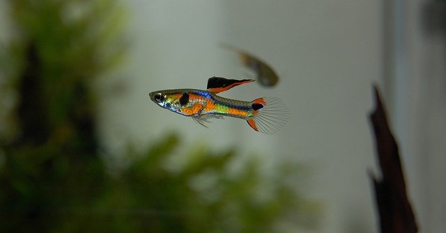 Guppies are easy to keep