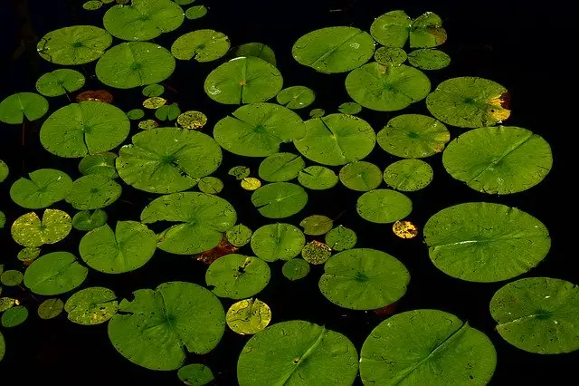 lilies in a pond