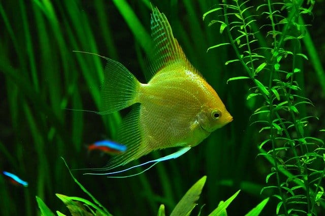 angelfish in planted tank