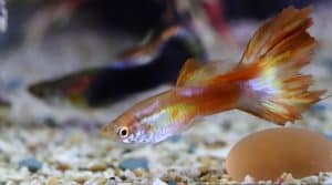 guppy in tank with gravel substrate