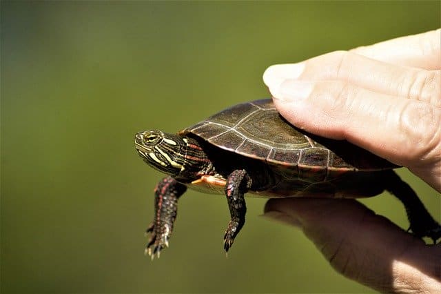 small turtle being held by human