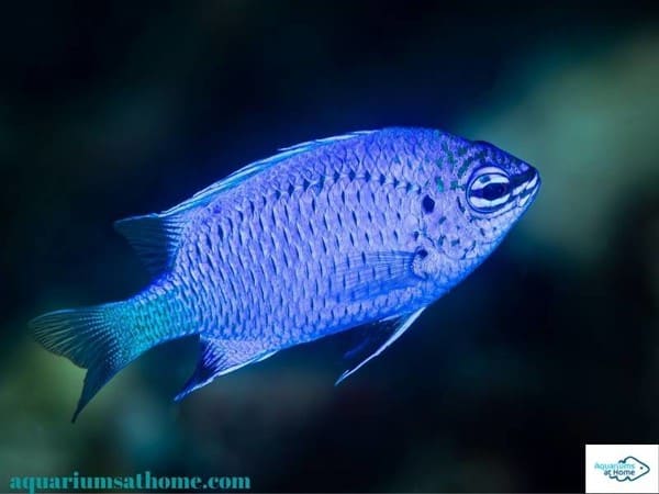 blue-damsel-saltwater-fish-breeding