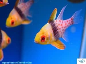 cardinal-fish-saltwater-breeding