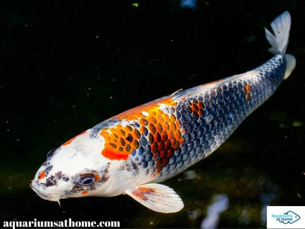 koi-fish-in-pond