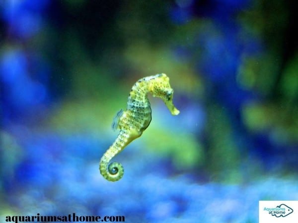 saltwater-seahorse