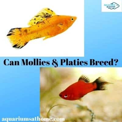 can mollies and platies breed?