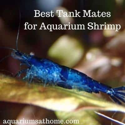 freshwater-aquarium-shrimp