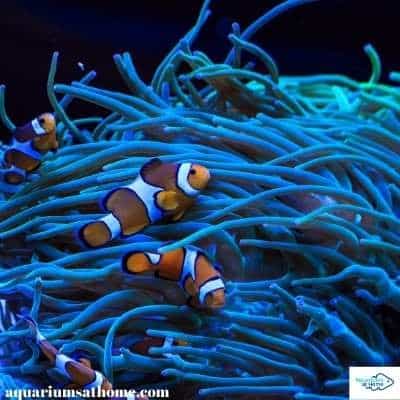 large anemone hosting multiple clownfish