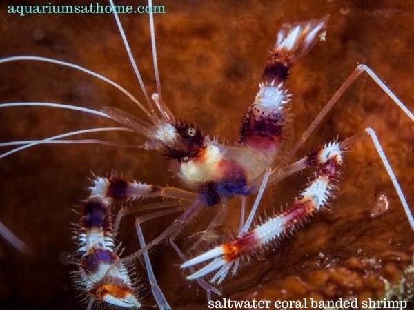 saltwater-coral-banded-shrimp