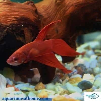 red betta fish in freshwater aquarium