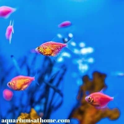 tropical-aquarium-fish