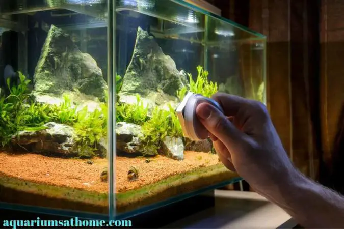 cleaning-fish-tank