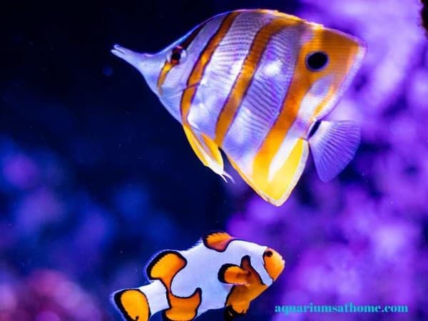 clownfish and butterfly tang