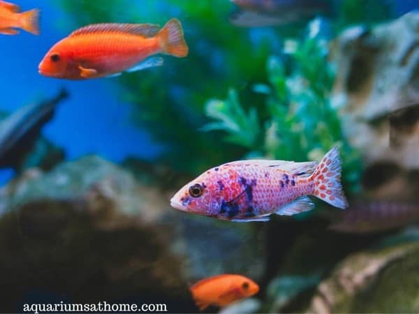 colorful female and male aquarium fish