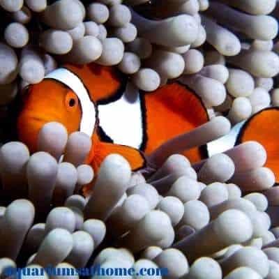 lone clown fish in anemone