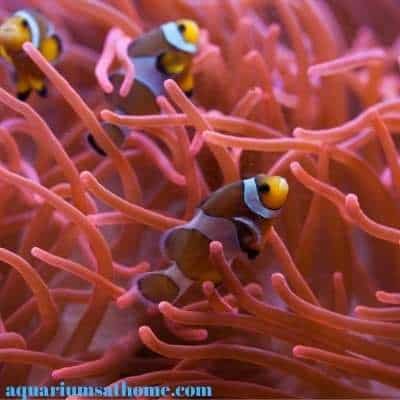 clownfish with anemone
