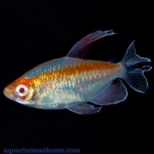 congo tetra