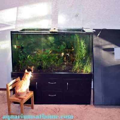 fish tank with lid off