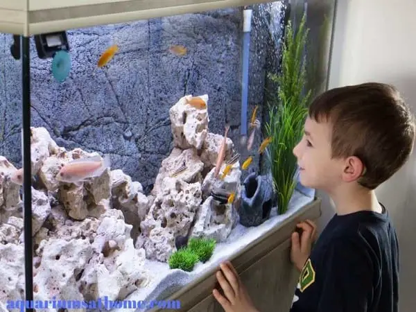 boy talking to fish in aquarium