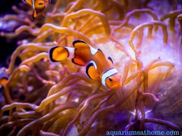 percula clownfish