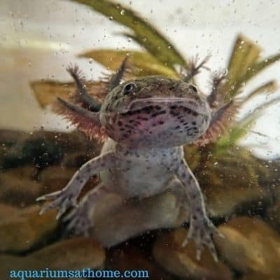 single axolotl