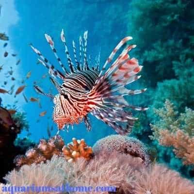 Lionfish swimming in Reef tank