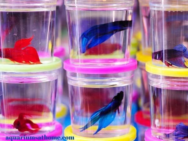 betta fish in small containers