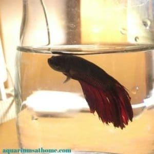 dying betta fish