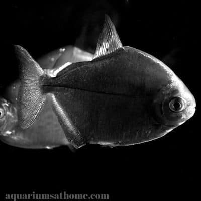 silver dollar fish