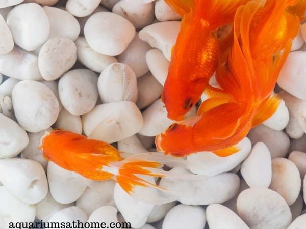 goldfish eating their poop