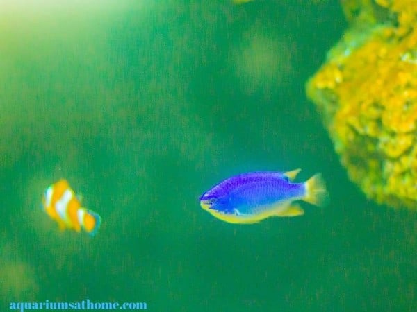 blue damsel with clownfish
