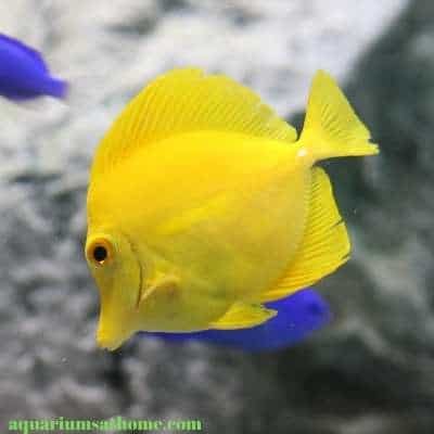 yellow tang with blue damsels
