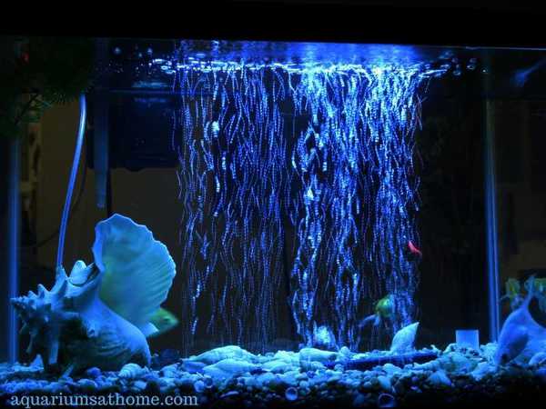 fish tank with bubbles
