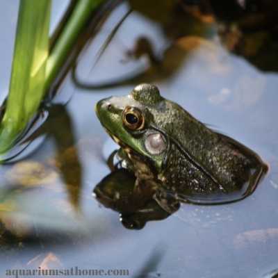 frog in a pond