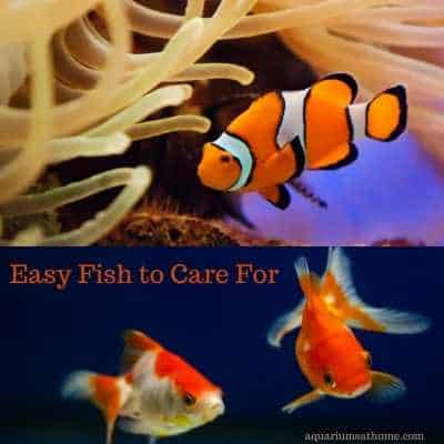 easiest fish to care for