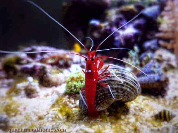 saltwater cleaner shrimp