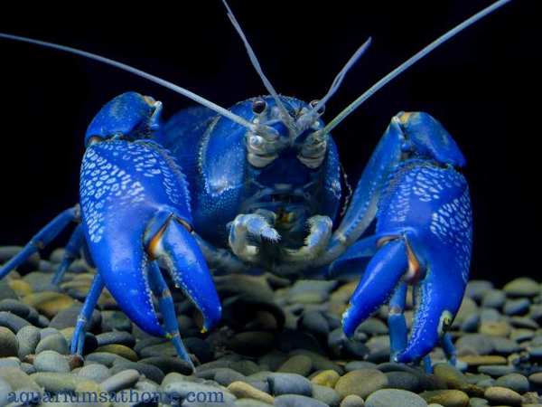 large blue crayfish