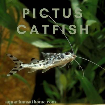pictus catfish